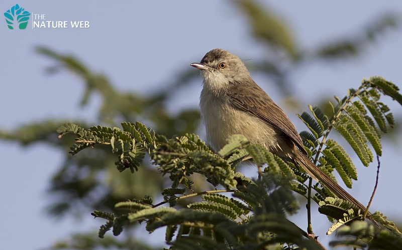 Plain Prinia